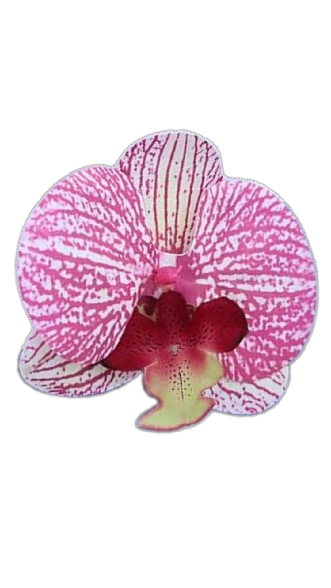 Orchid Flower Earring - Pink Sherbet