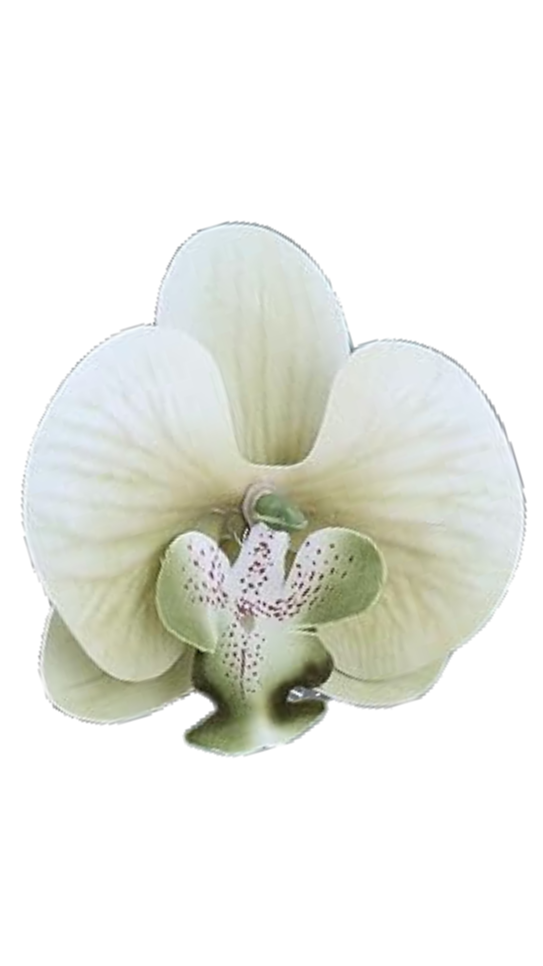 Orchid Flower Earring - Sage